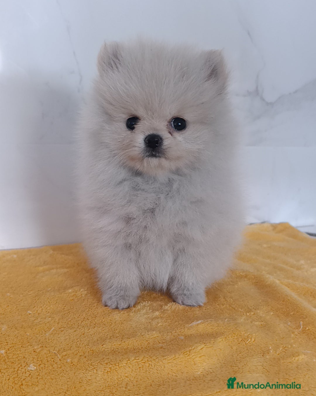 Pomerania perros en venta: Lulus Pomeranias rusos  - Imagen 2