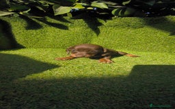 Teckel Miniatura perros en venta: camada teckel canichen muy pequeños  - Imagen 30