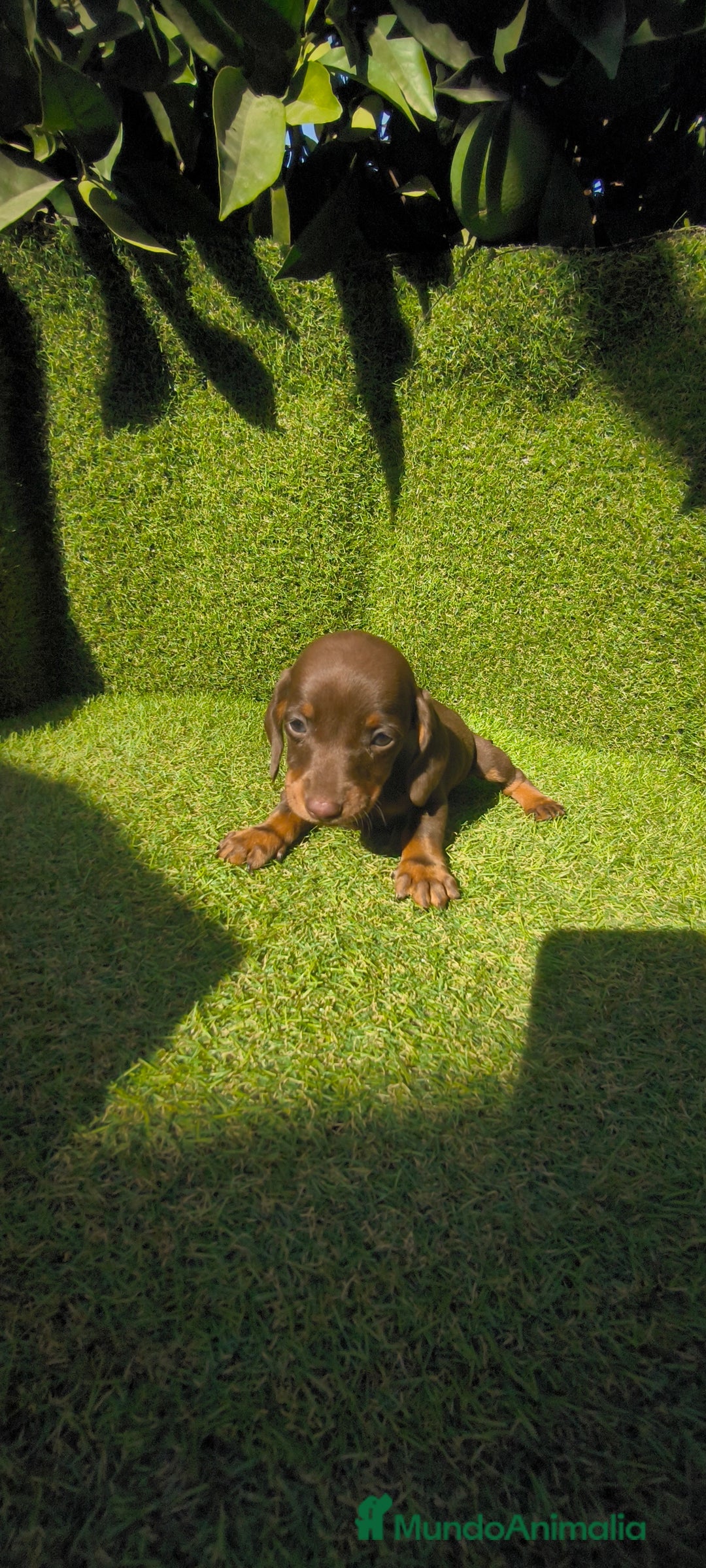 Teckel Miniatura perros en venta: camada teckel canichen muy pequeños  - Imagen 30
