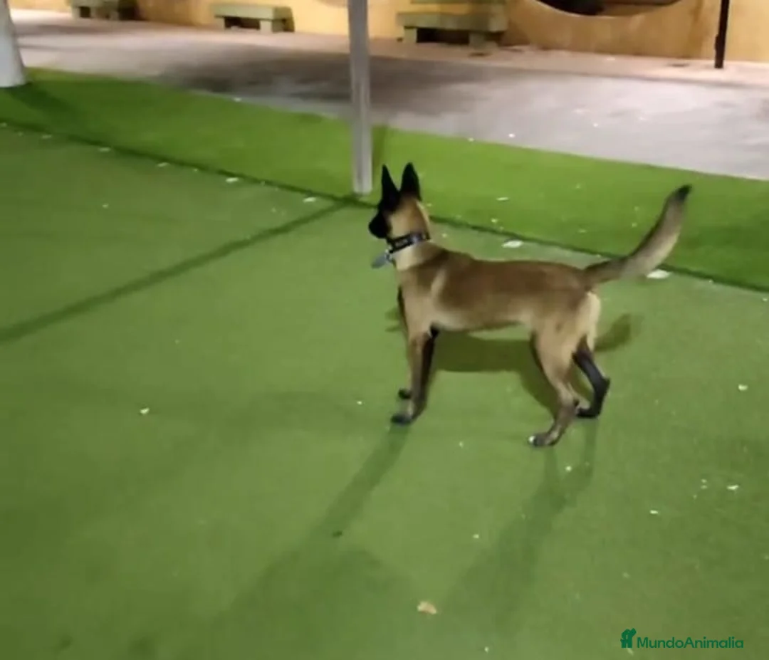 Pastor Belga Malinois perros en venta: CAMADA MALINOIS  - Anuncio 2