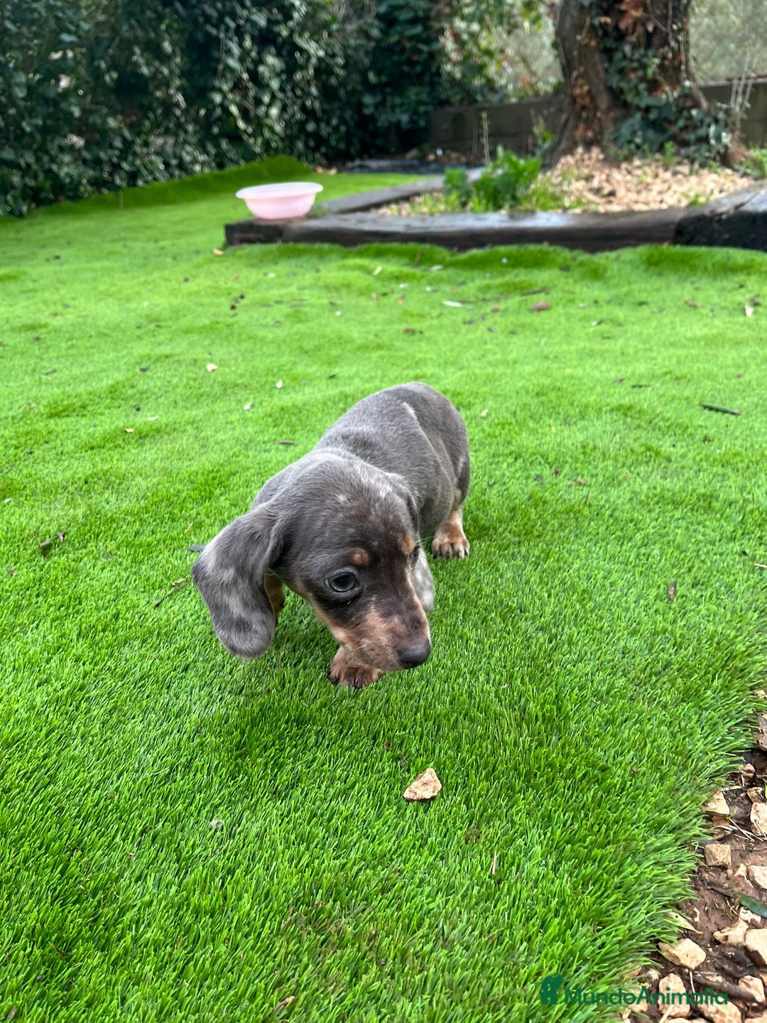 Teckel perros en venta: Teckel mini Arlequín  - Anuncio 3