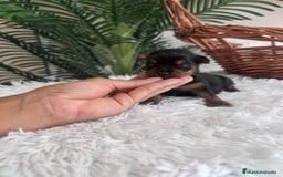 Yorkshire Terrier perros en venta: YORKSHIRE TERRIER - Imagen 13