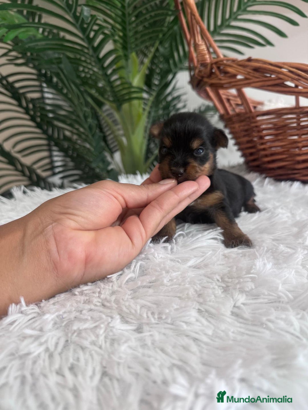 Yorkshire Terrier perros en venta: YORKSHIRE TERRIER - Imagen 13