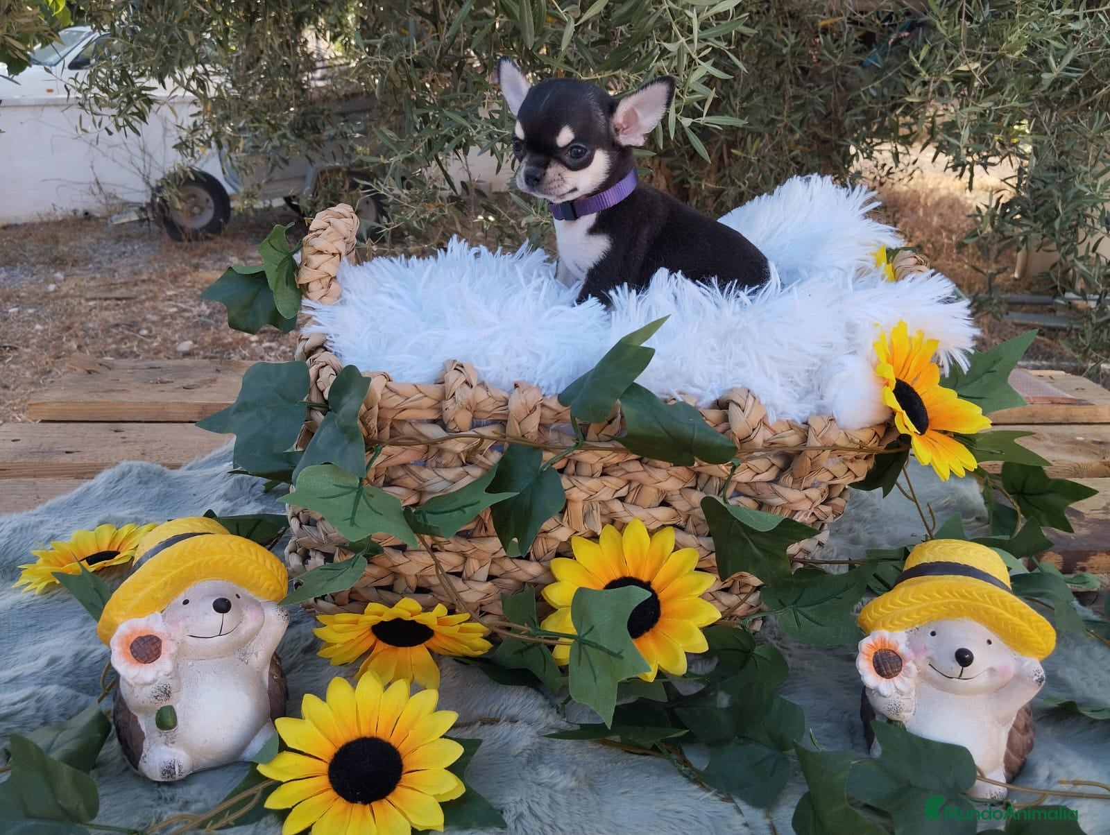 Chihuahua perros CHIHUAHUAS TOYS CABEZA DE MANZANA🍏 - Anuncio 1