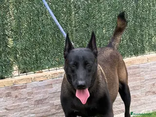 Pastor Belga Malinois perros Cachorros Malinois - Anuncio 3