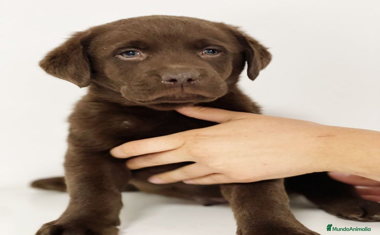 Labrador Retriever perros - Propaganda 1
