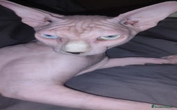 Sphynx gatos en venta: Sphynx pura raza. Tacto goma - Imagen 9