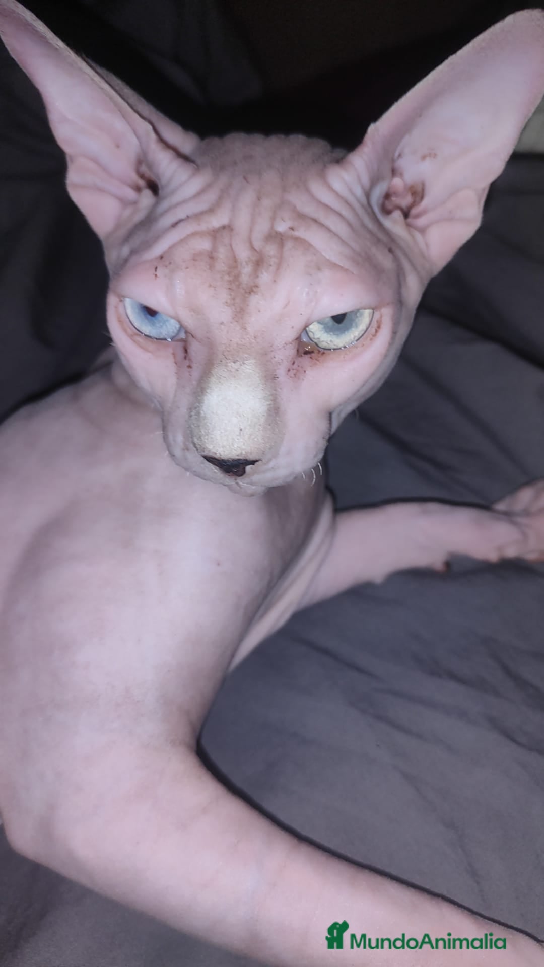 Sphynx gatos en venta: Sphynx pura raza. Tacto goma - Imagen 9