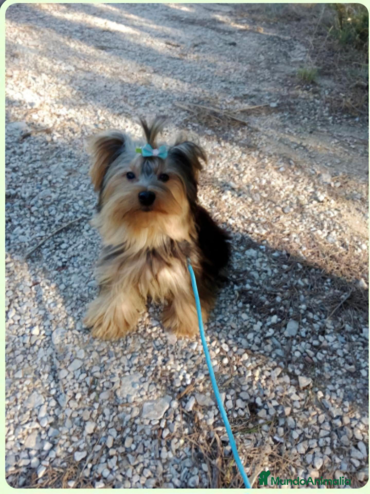 Yorkshire Terrier perros Cachorro de yorkshire terrier  - Anuncio 1