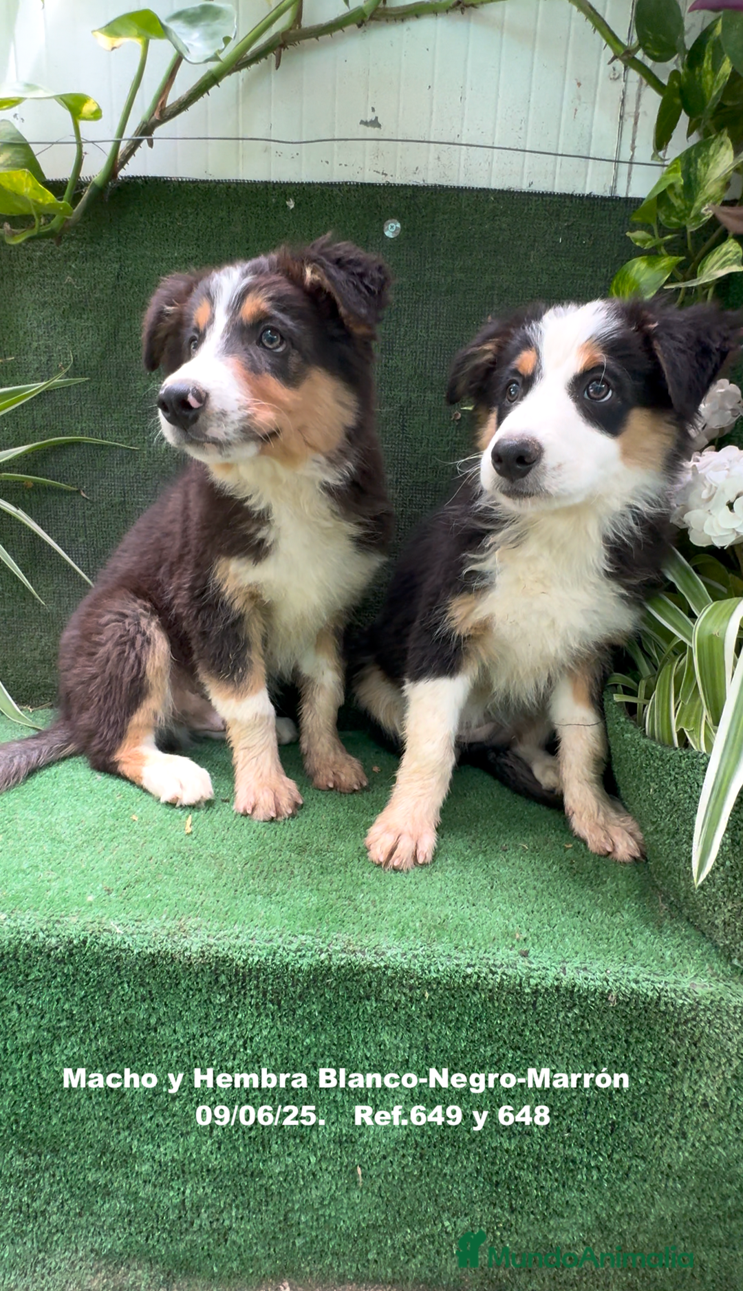 Border Collie perros en venta: BORDER COLLIE TRICOLOR - Imagen 3
