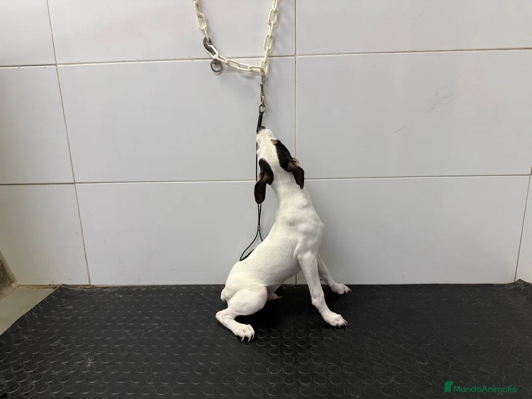 Ratonero Bodeguero Andaluz perros en venta: Cachorro Bodeguero Andaluz 300€ ¡PRECIO REAL! - Anuncio 6