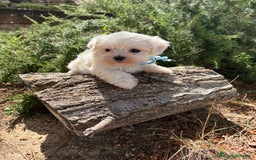 Bichón Maltés perros en venta: Bichon Maltés alta selección  - Imagen 4