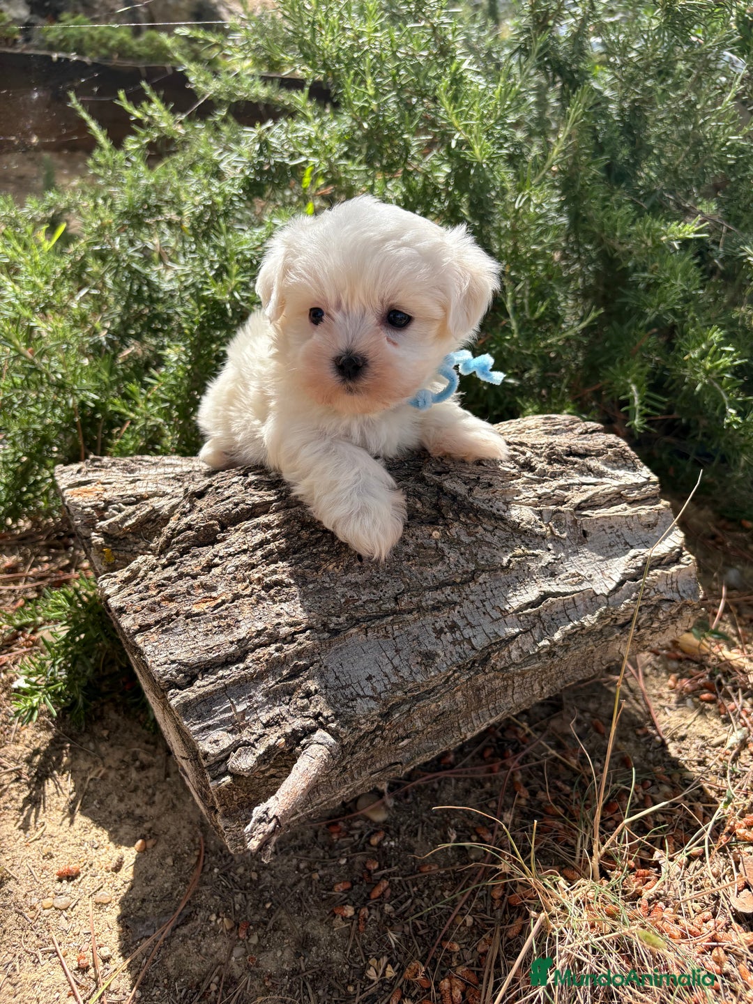 Bichón Maltés perros en venta: Bichon Maltés alta selección  - Imagen 4