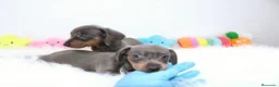 Teckel Miniatura perros en venta: Teckels Miniatura#Calidad, seriedad y seguimiento - Anuncio 25