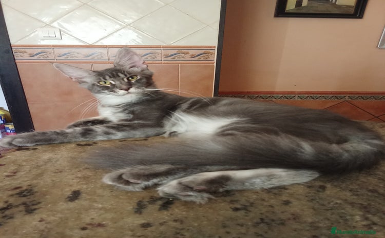 Maine Coon gatos - Anuncio 1
