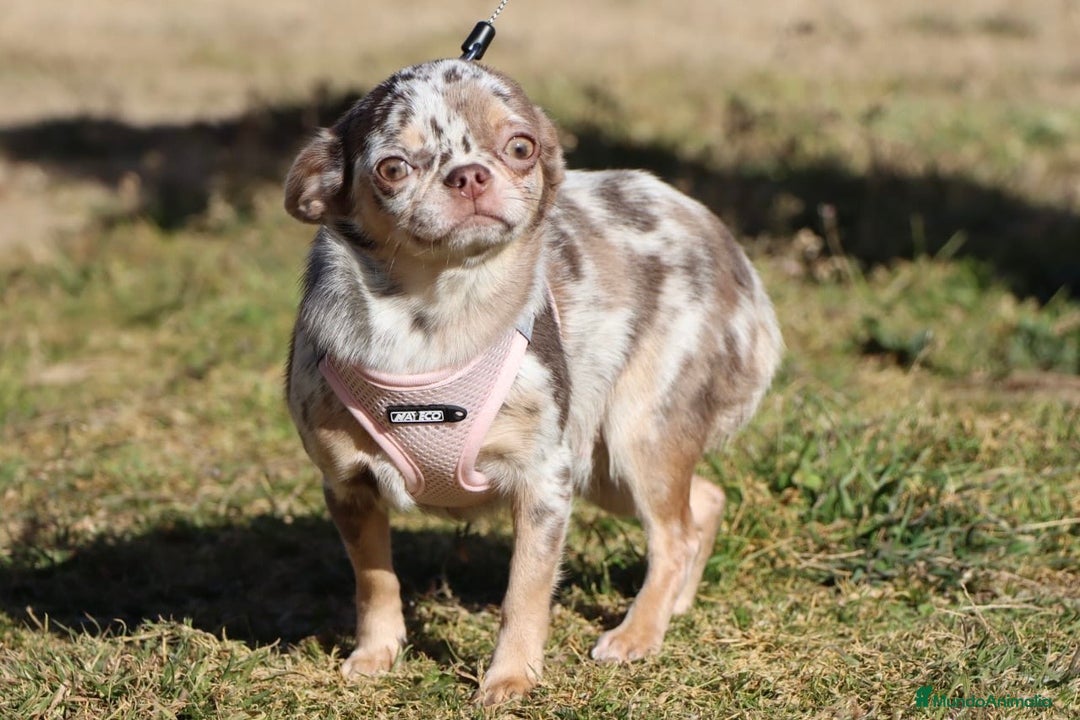Chihuahua perros en venta: CHIHUAHUA CABEZA DE MANZANA LÍNEA RUSA - Anuncio 5