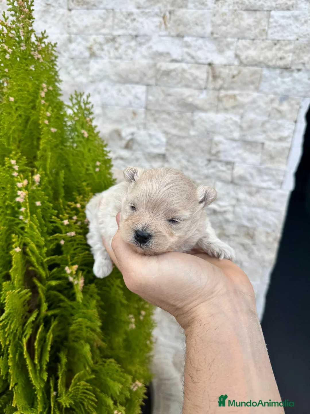 Pomapoo perros en venta: Pomapoo - Anuncio 1