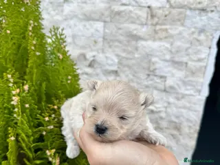 Pomapoo perros Pomapoo - Anuncio 1