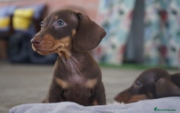 Teckel Miniatura perros en venta: ✨ Cacao & Bongo ✨ - Imagen 9