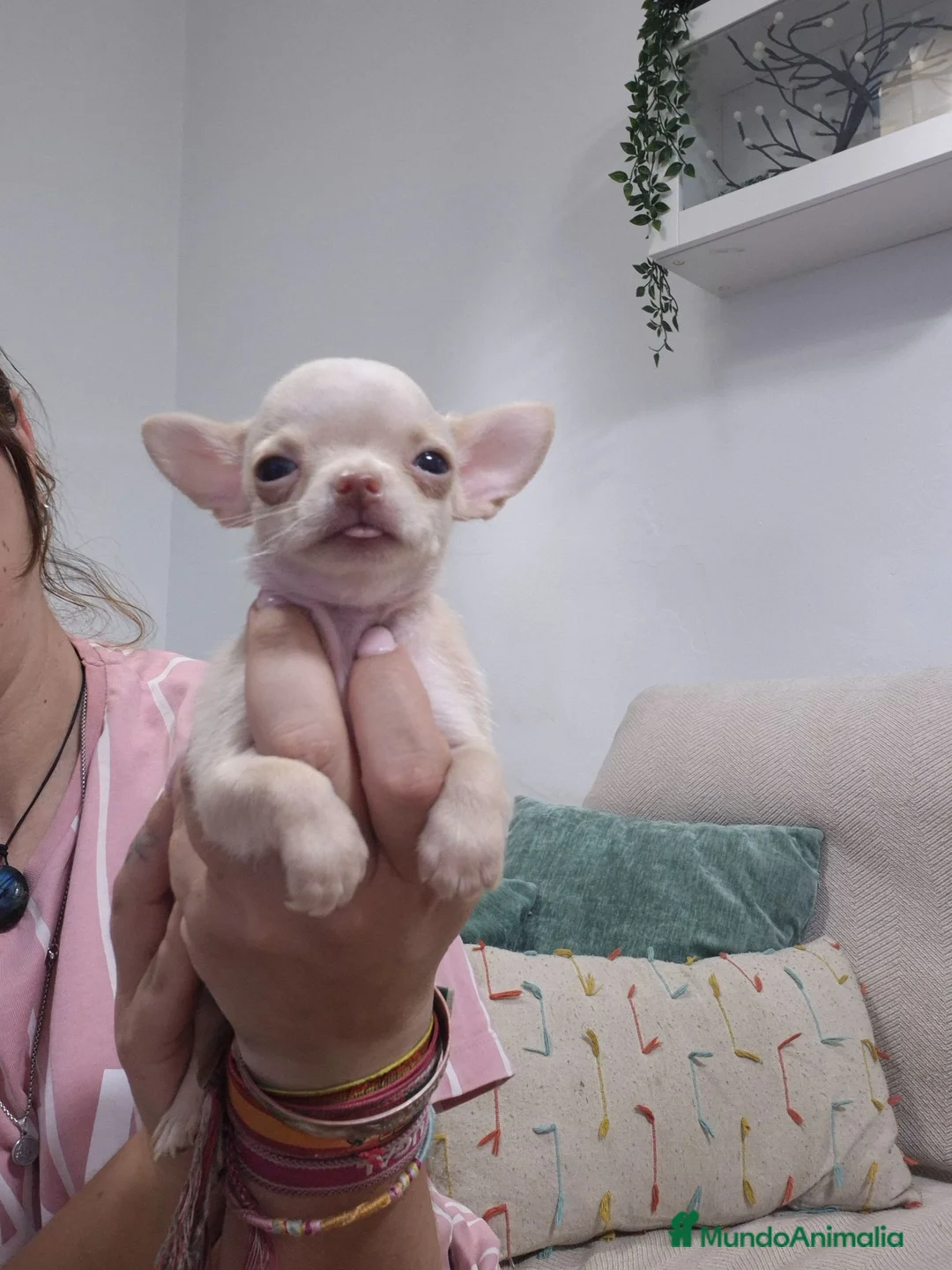 Chihuahua perros en venta: Chihuahua 💕🐾 - Anuncio 1