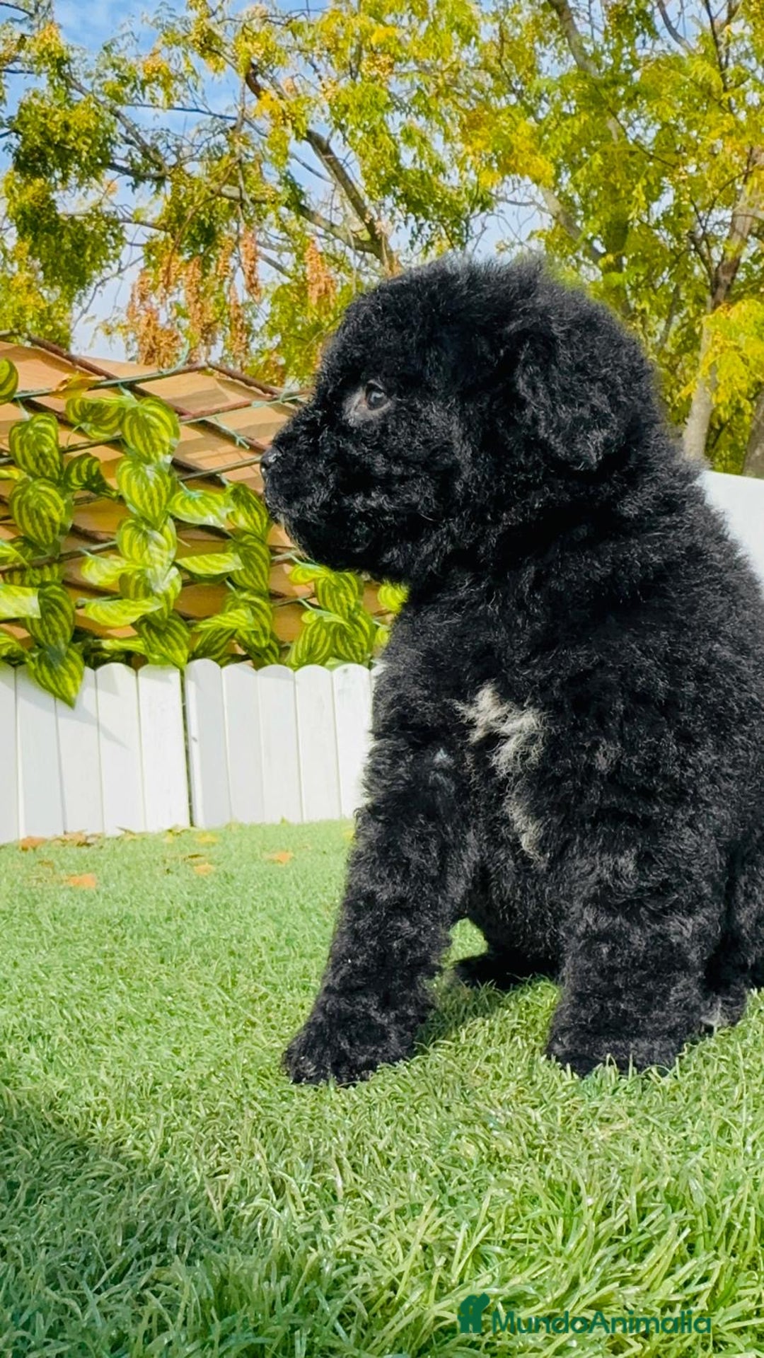 Perro de Agua Español perros en venta: PERRO DE AGUA  - Anuncio 15