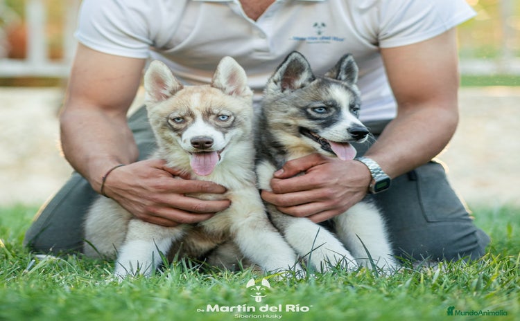 Husky Siberiano perros - Anuncio 3