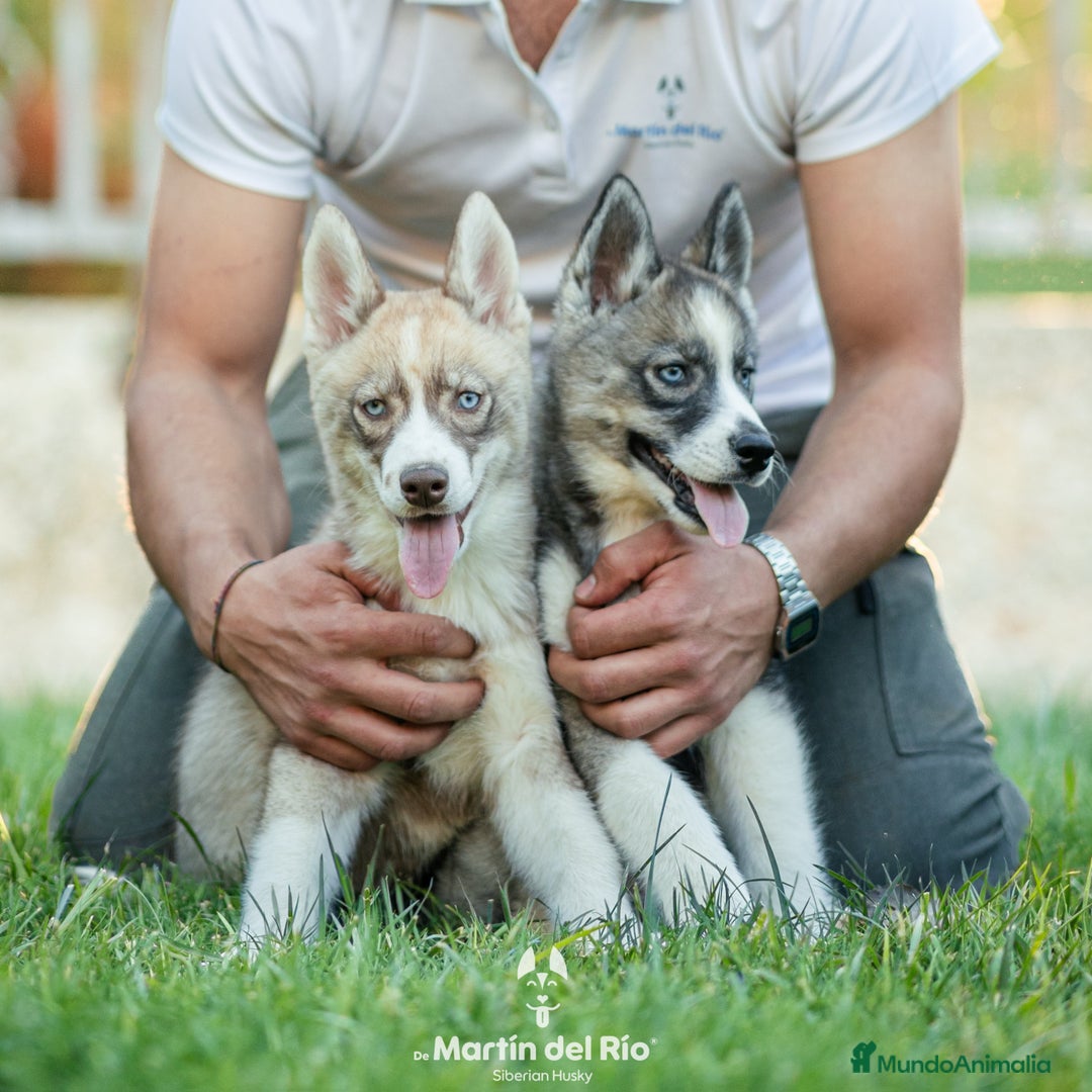 Husky Siberiano perros en venta: SIBERIAN HUSKY - AGOUTI  - Imagen 6