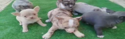 Chihuahua perros en venta: Espectacular camada de chihuahua en Sevilla - Anuncio 2