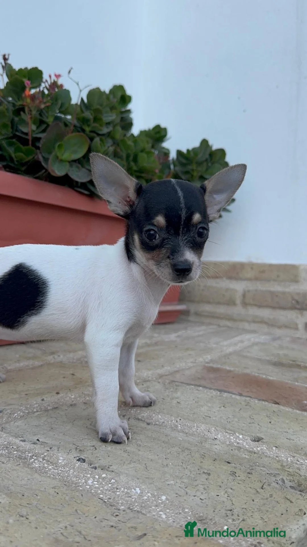 Chihuahua perros en venta: CHIHUAHUA HEMBRA – PEQUEÑITA Y MUY BONITA  - Anuncio 18