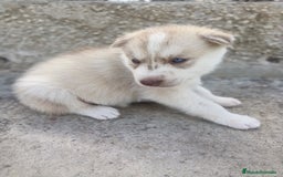 Husky Siberiano perros en venta: HUSKY - Imagen 2