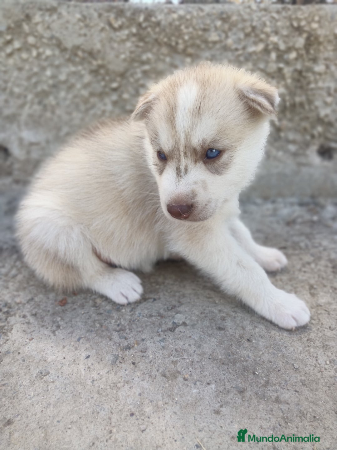 Husky Siberiano perros en venta: HUSKY - Imagen 2