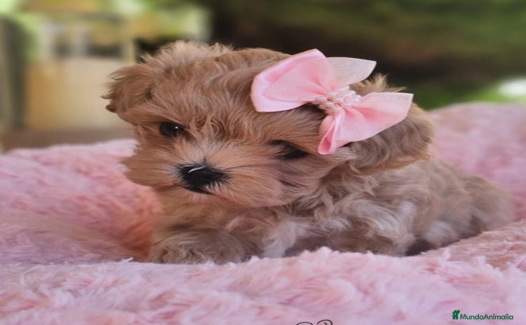 Maltipoo perros - Anuncio 1