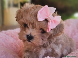 Maltipoo perros - Anuncio 3