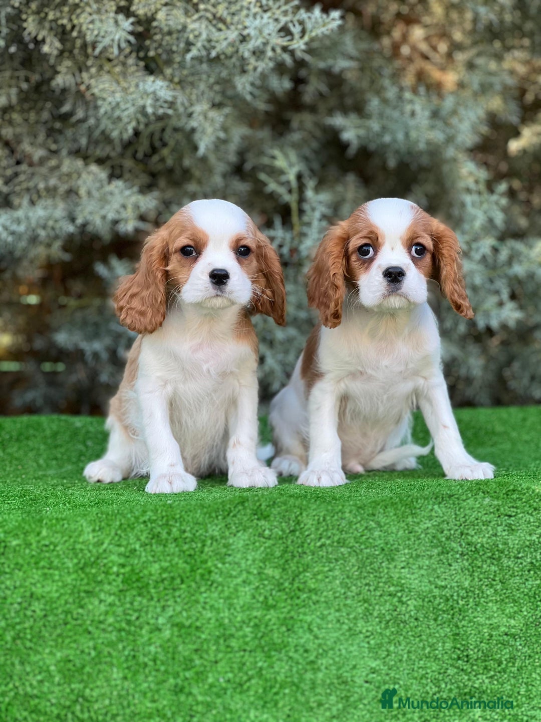 Cavalier King Charles Spaniel perros en venta: Cavalier king machos - Imagen 2