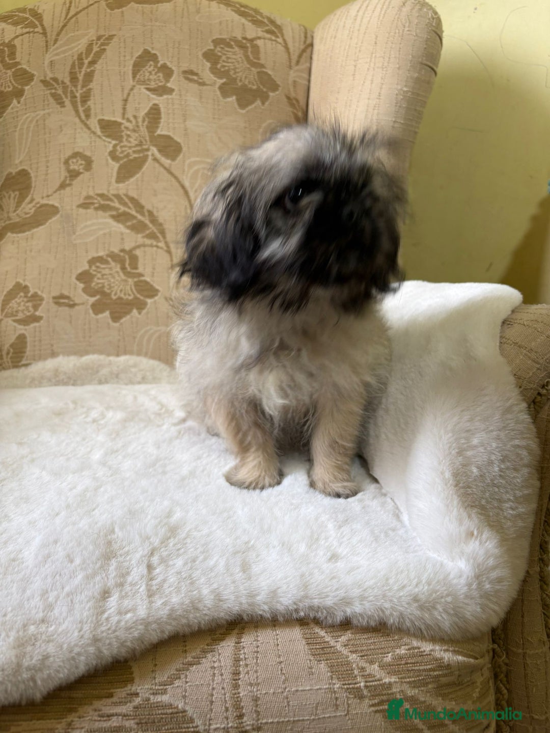 Pekinés perros en venta: Cachorros de Pekines Imperial hembras  - Imagen 16