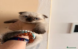 Scottish Fold gatos en venta: Scottish Fold Hembra - Imagen 4