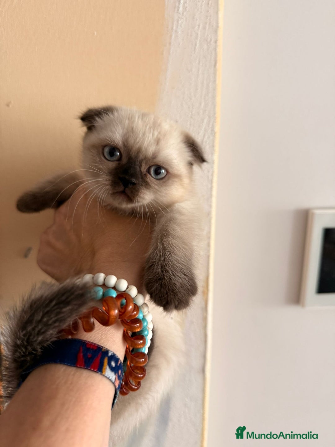 Scottish Fold gatos en venta: Scottish Fold Hembra - Imagen 4