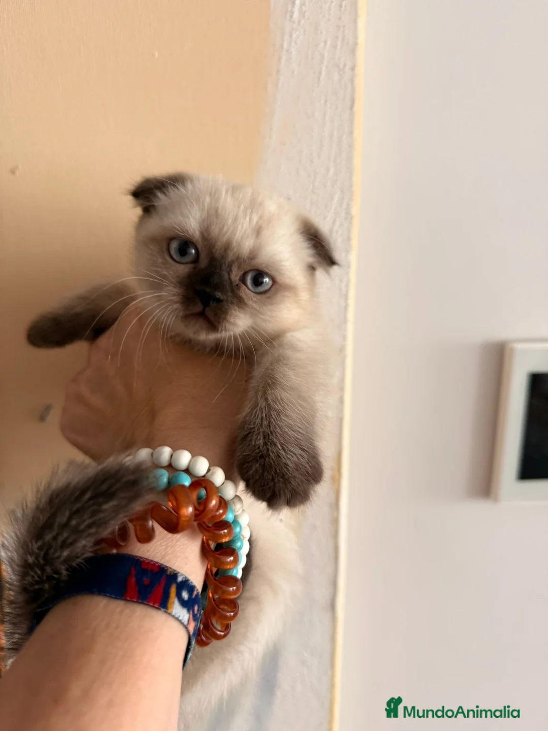 Scottish Fold gatos en venta: Scottish Fold Hembra - Anuncio 4