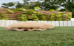 Pekinés perros en venta: PEKINES HEMBRA - Imagen 6