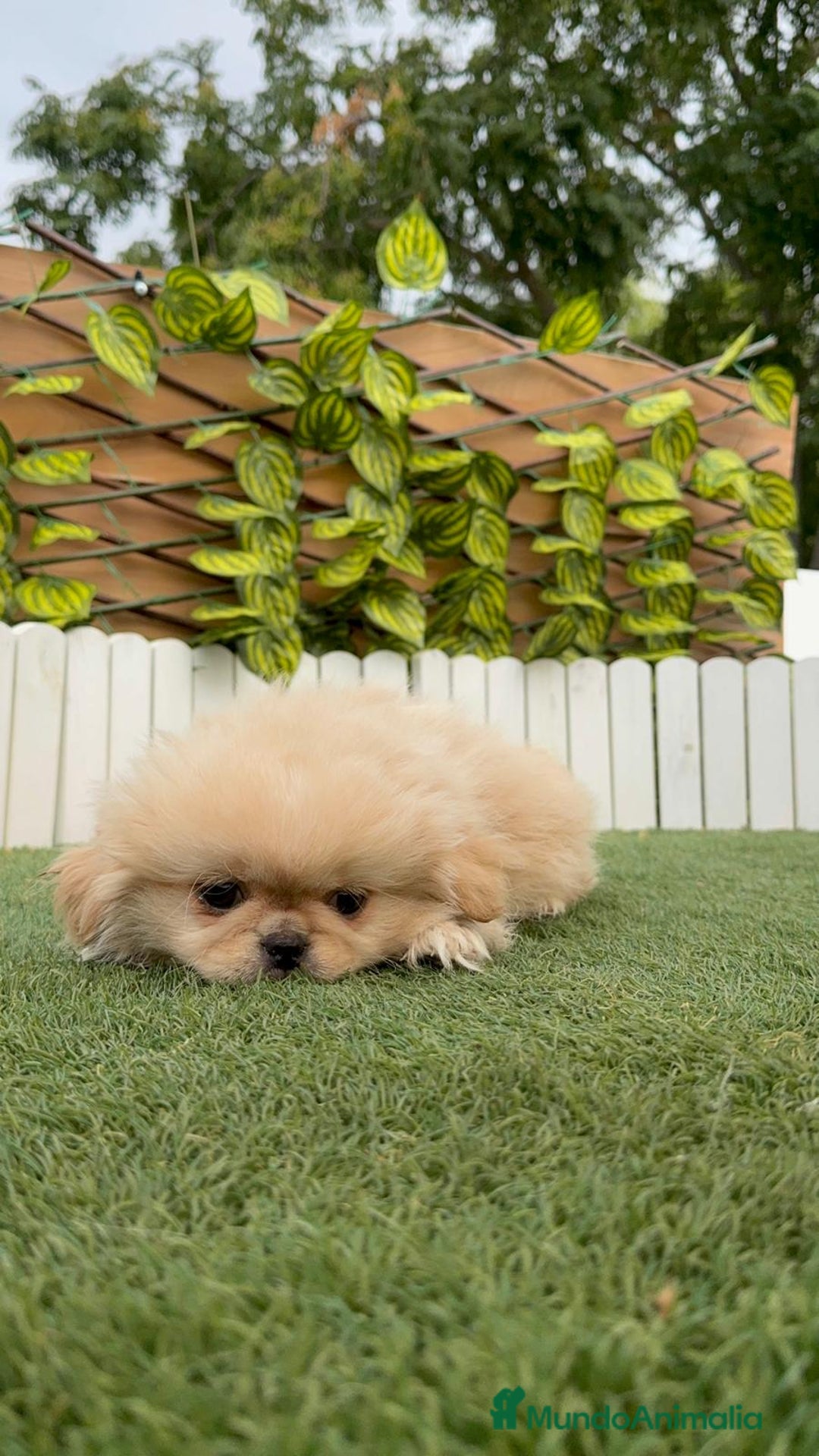 Pekinés perros en venta: PEKINES HEMBRA - Imagen 6