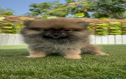 Pomerania perros en venta: POMERANIA MACHO 2 - Imagen 6