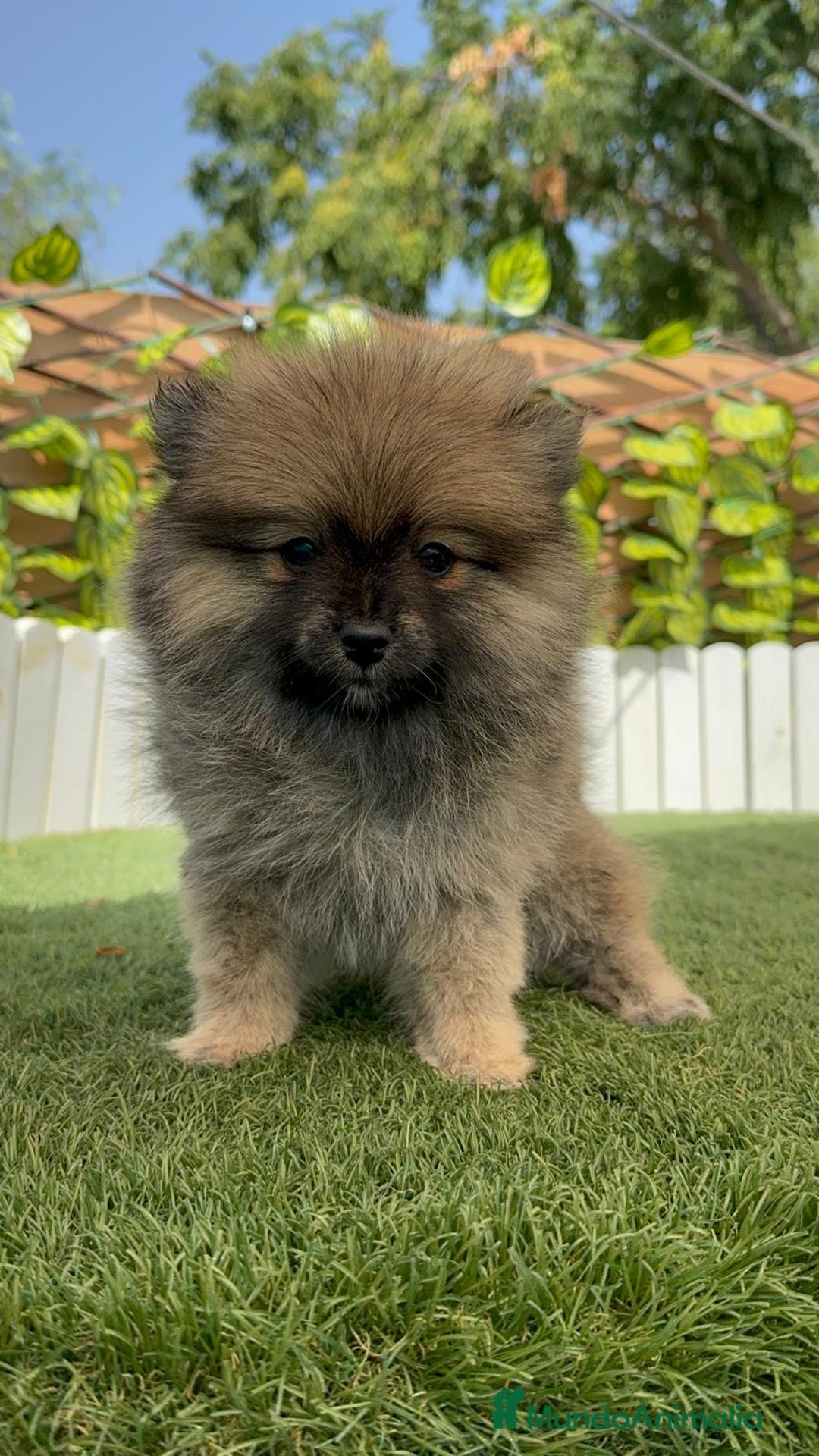 Pomerania perros en venta: POMERANIA MACHO 2 - Imagen 6