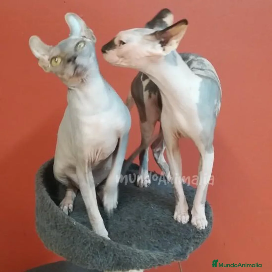 Imagen de galería {{count}}