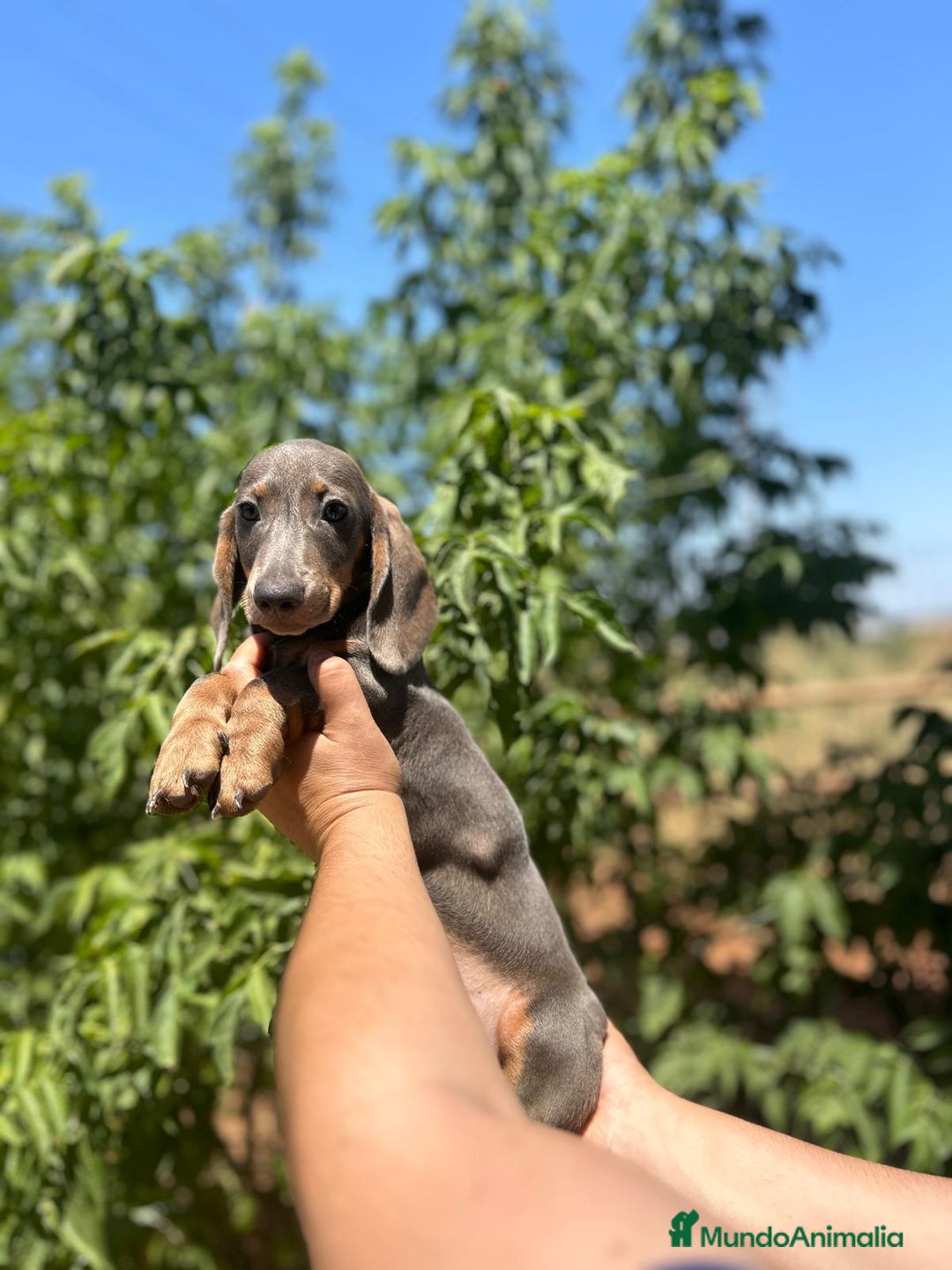 Teckel Miniatura perros en venta: Teckel kanichen  - Imagen 3