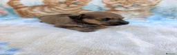 Raza Mixta perros en venta: Pootalian - Anuncio 27