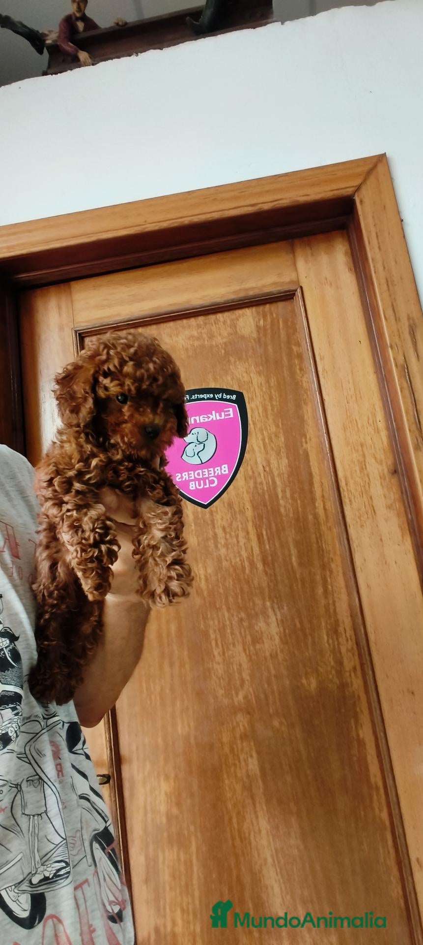 Caniche Toy perros Caniches Toy  - Anuncio 1