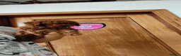 Caniche Toy perros en venta: Caniches Toy  en Sevilla - Anuncio 1