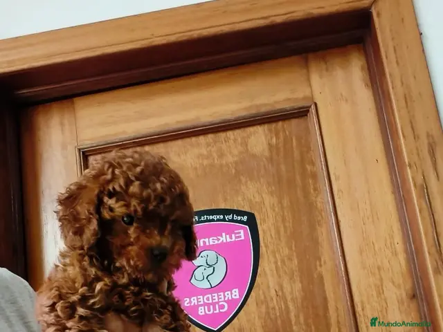 Caniche Toy perros en venta: Caniches Toy - Anuncio 2