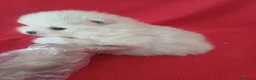 Pomerania perros en venta: Pomerania Mini  - Anuncio 2