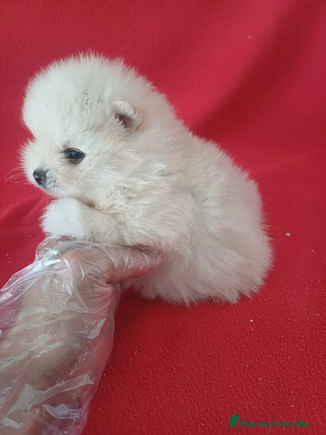 Pomerania perros en venta: Pomerania Mini  - Anuncio 2